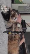 اخوداااااا گربه رو😂🐈‍⬛🐾.......