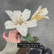 نمایش زیبایی گل‌های لیلیوم با موسیقی دلنشین