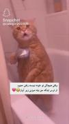 گربه آوازه‌خوان در حمام | یه ویدئوی خیلی خنده‌دار