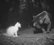 جوری که ناز عشوه این گربه از من بیشتره 😂😔