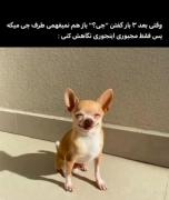 واکنش بامزه سگ به نفهمیدن حرف طرف مقابل | میم طنز