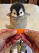 اخ قلبمممممم دارم میمیرم چه خوشگله