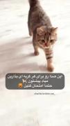 ..این صدا رو برای پیشی بزاری میاد...