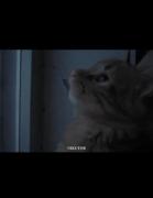 آهنگ احساسی و دلنشین: حتی اگه بمیرم با صحنه‌های برفی و گربه‌ها