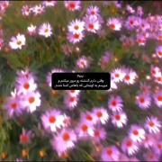 مرور خاطرات گذشته در غروب دل‌انگیز کنار دریا و گلزار