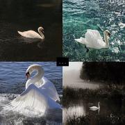 ولی وفاداری بین دو قو رو هیچ احدی نداره :)))))