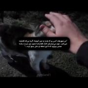 نوازش گربه و دلنوشته‌ای تأثیرگذار درباره اشک‌ها و احساسات پنهان