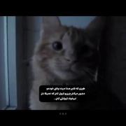 ویدیو احساسی: وقتی قلب از پذیرش آنچه نمی‌خواهد می‌شکند