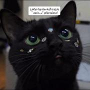 گربه‌های سیاه دوست‌داشتنی: لحظاتی بامزه از دنیای پشمالو