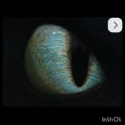 ..........بی دندون............