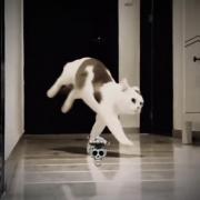 گربه‌های اسپایدرمن: مهارت‌های دیدنی و لحظات خنده‌دار