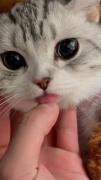 وای ننه زبانشو نگاه🎀🥺‌‌‌‌‌‌‌‌‌