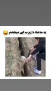 طنز سرگرمی حیوانات خنده😅😅😅😅😅