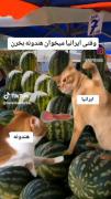 وقتی ایرانیا میخوان هندونه بخرن: 😂