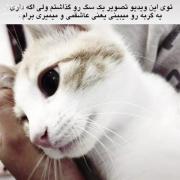 تو این ویدیو تصویر یک سگه اگه: 🥺✨