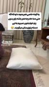 شما هم پتوزیست هستید یا نه؟ 😂