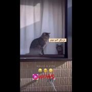 ‌‌بیشتر مادرا ‌‌ب روایت ویدیو‌‌ ‌