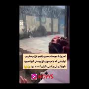 ارتباط دوست پسرش با میمون باغ وحش 🤣