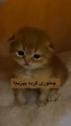 روش پختن گوربا با کمترین مواد و هزینه