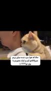 لحظات شیرین با گربه بامزه روی شانه