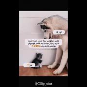 ...............................