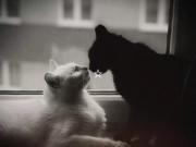 Black and white >>>★☆