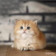 گربه ها روی رنگ خودشون میخوابن 