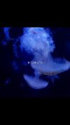🐬就要求是不🪽得好死你们在一💙起的时候我就🪼要不得好死你🩵