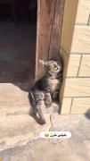 خر گورباااااا😹🐱............. 