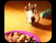 پیشی بیا منو بخور 😂🐈