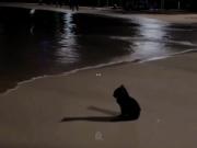 گربه سیاه در ساحل: یک ویدیوی دلنشین با آهنگ نوستالژیک