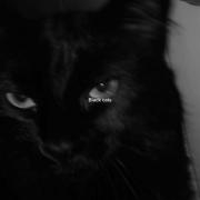 کلیپ جذاب گربه‌های سیاه | پیشی‌های دوست‌داشتنی