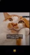 وقتی از ثروت و پول می‌ترسی تا جذبش کنی! | طنز گربه‌ای