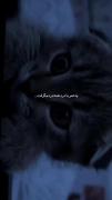 غم دل از زبان گربه: کلیپ احساسی و دارک
