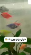 آخرش چرا اینجوری شد😧😧😂😐...