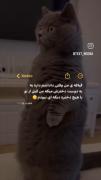 والا من اینجوری میشم داداشام میگن فقط خودت بودی🤣🤣🤣