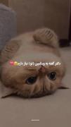 گربه کوچولو منم دارم به کسی که دیوانشم میگم