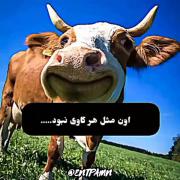 جرررررر خوردم از خنده اینارو از کجاشون درمیارن😂