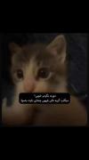 کلیپ احساسی از یک گربه غمگین: گریه نکن پیشی جان