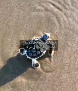 کلیپ انگیزشی: درس خودباوری از دنیای حیوانات