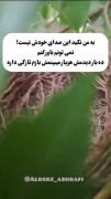 دوبله طنز و خنده‌دار از جوجه تنها در لانه