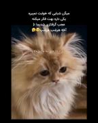 گربه بامزه و طنز شب بیداری