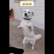 دولتهای غربی مثل این سگ خوشحال از حادثه بند عباس