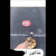 خدایاااااا از این پیک موتوریا یدونه به مابده