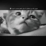 گربه دلتنگ: حس انتظار برای یک گفتگو