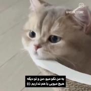 دوست دخترم وقتی بعد پنج دقیقه پیاماشو سین میکنم: