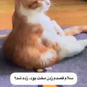 قصدم زدن مخت بود،خب زده شد؟!🤣
