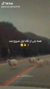 حق هنوز خوردی لامصب، 🤣🤣🤣🤣🐑🐑
