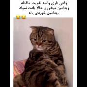 واقعاً چرا 😂😂. ...