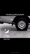 لحظه‌ای احساسی: کبوتر و سختی‌های زندگی شهری